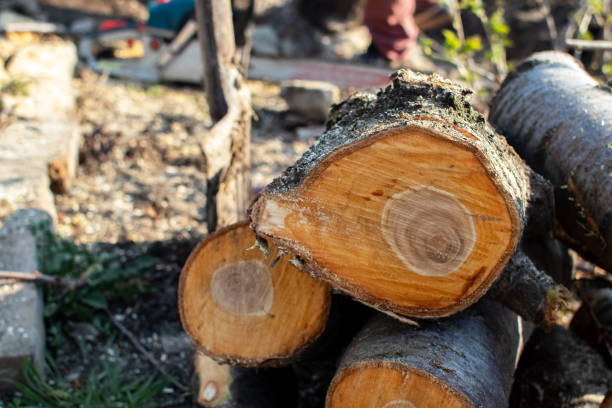 Best Storm Damage Tree Cleanup  in Ada, MN