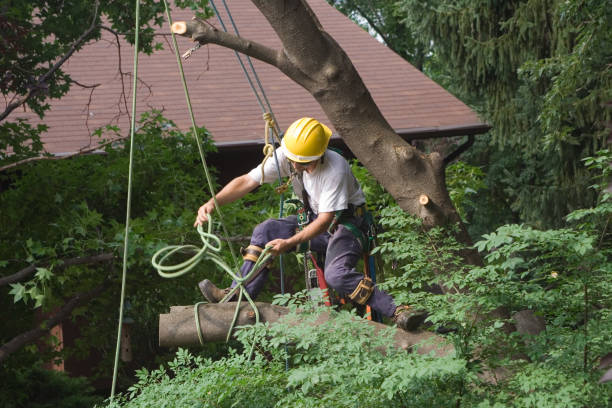 Best Tree Disease Treatment  in Ada, MN